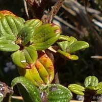 Osbeckia buxifolia Arn.